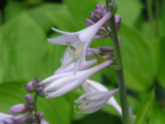 Hosta sieboldiana bestellen